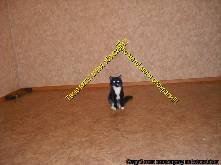 Твою мать! меня обокрали!!! Твою мать! меня обокрали!!!... Котоматрица: Твою мать! меня обокрали!!! Твою мать! меня обокрали!!!