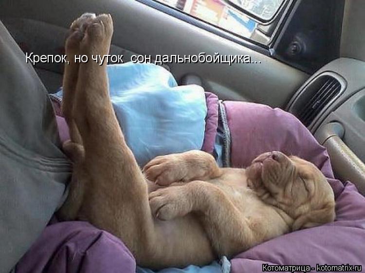 Крепок, но чуток сон дальнобойщика...... Котоматрица: Крепок, но чуток сон дальнобойщика...