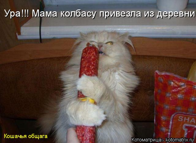 Ура!!! Мама колбасу привезла из деревни Кошачья общага... Котоматрица: Ура!!! Мама колбасу привезла из деревни Кошачья общага