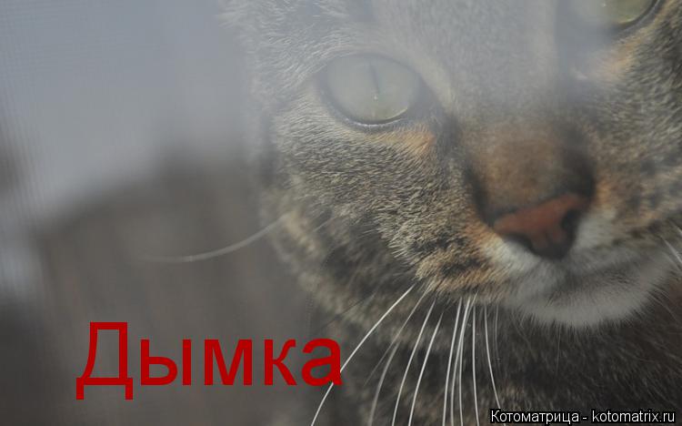Дымка... Котоматрица: Дымка