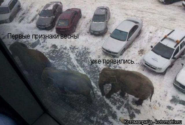 Первые признаки весны уже появились...... Котоматрица: Первые признаки весны уже появились...