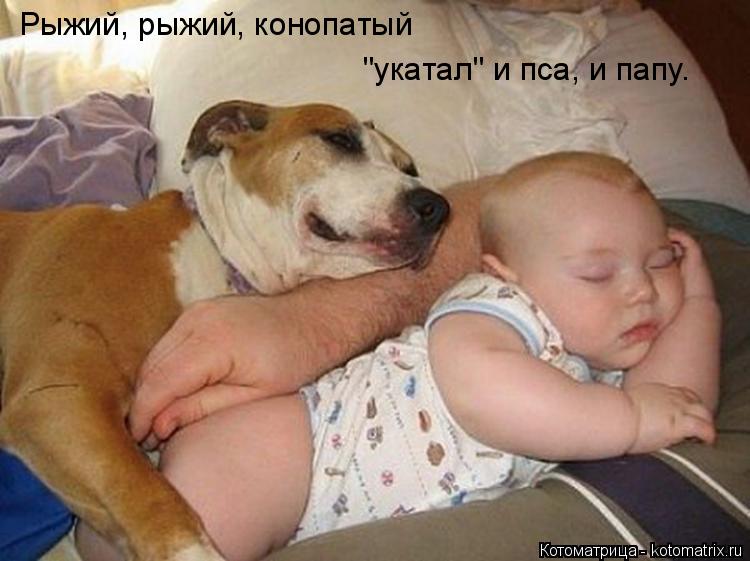 Рыжий, рыжий, конопатый "укатал" и пса, и папу.... Котоматрица: Рыжий, рыжий, конопатый "укатал" и пса, и папу.
