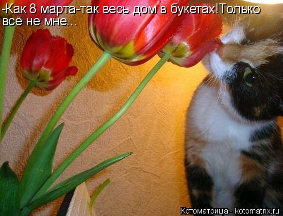 -Как 8 марта-так весь дом в букетах!Только всё не мне...... Котоматрица: -Как 8 марта-так весь дом в букетах!Только всё не мне...
