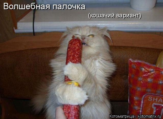 Волшебная палочка (кошачий вариант)... Котоматрица: Волшебная палочка (кошачий вариант)