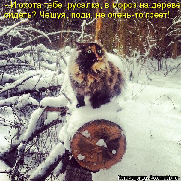 - И охота тебе, русалка, в мороз на дереве сидеть? Чешуя, поди, не очень-то греет!... Котоматрица: - И охота тебе, русалка, в мороз на дереве сидеть? Чешуя, поди, не очень-то греет!