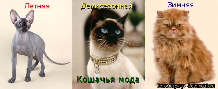Летняя Зимняя Демисезонная Кошачья мода... Котоматрица: Летняя Зимняя Демисезонная Кошачья мода