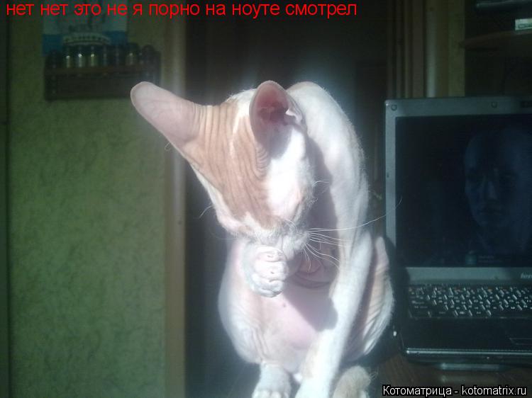 нет нет это не я порно на ноуте смотрел... Котоматрица: нет нет это не я порно на ноуте смотрел