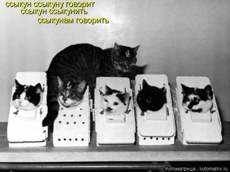 ссыкун ссыкуну говорит ссыкун ссыкунить ссыкунам говорить... Котоматрица: ссыкун ссыкуну говорит ссыкун ссыкунить ссыкунам говорить
