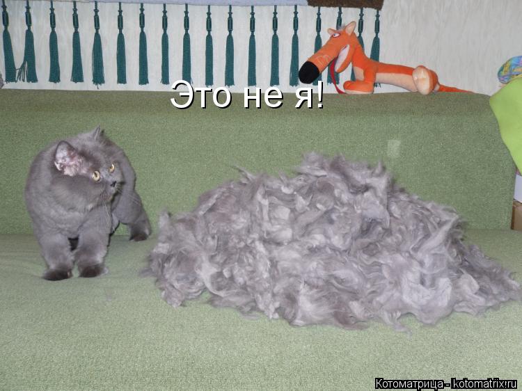 Это не я!... Котоматрица: Это не я!