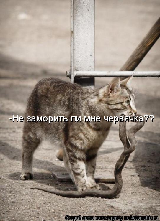 -Не заморить ли мне червячка??... Котоматрица: -Не заморить ли мне червячка??