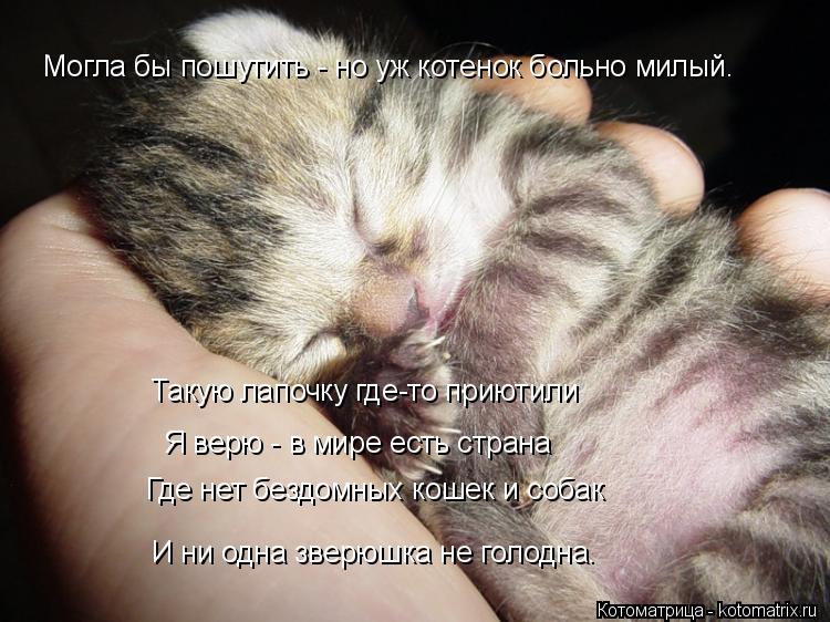 Такую лапочку где-то приютили Я верю - в мире есть страна Где нет бездомных кошек и собак И ни одна з... Котоматрица: Такую лапочку где-то приютили Я верю - в мире есть страна Где нет бездомных кошек и собак И ни одна зверюшка не голодна. Могла бы пошутить - но