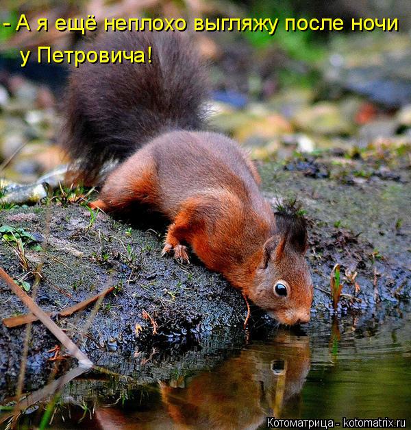 - А я ещё неплохо выгляжу после ночи у Петровича!... Котоматрица: - А я ещё неплохо выгляжу после ночи у Петровича!