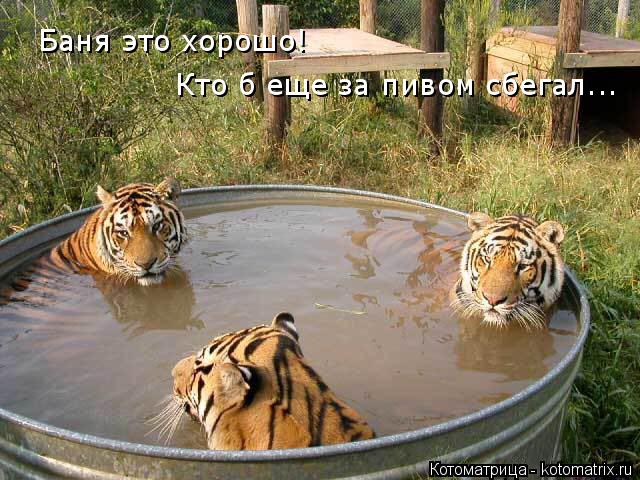 Баня это хорошо! Кто б еще за пивом сбегал...... Котоматрица: Баня это хорошо! Кто б еще за пивом сбегал...