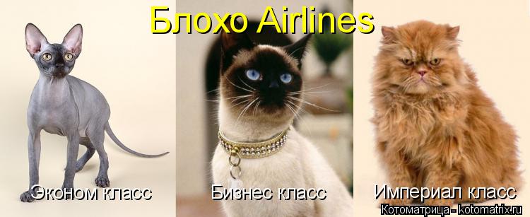 Блохо Airlines Эконом класс Бизнес класс Империал класс... Котоматрица: Блохо Airlines Эконом класс Бизнес класс Империал класс