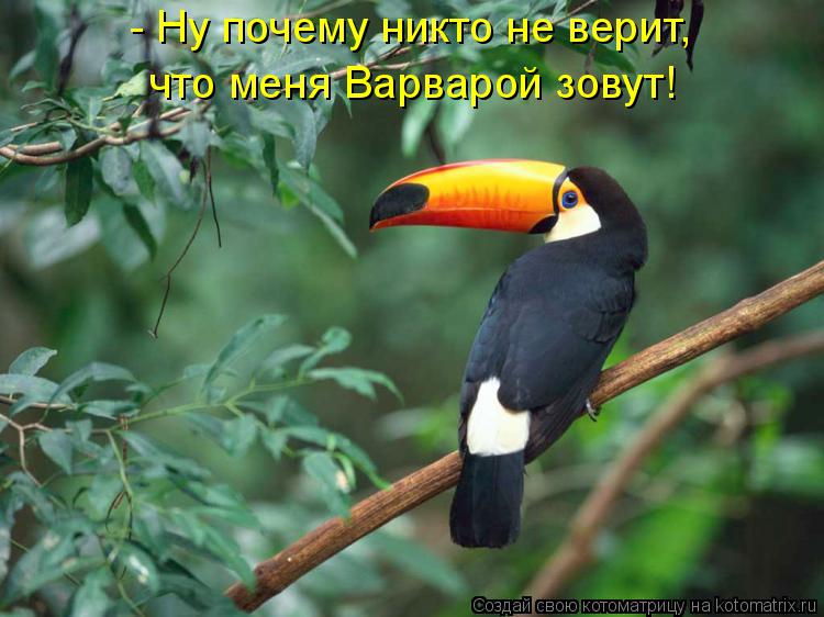 - Ну почему никто не верит, что меня Варварой зовут!... Котоматрица: - Ну почему никто не верит, что меня Варварой зовут!