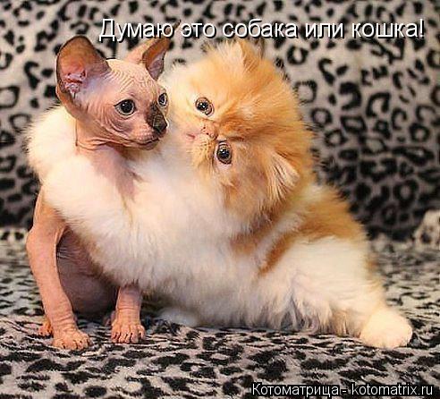 Думаю это собака или кошка!... Котоматрица: Думаю это собака или кошка!