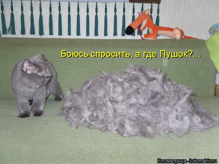Боюсь спросить, а где Пушок?...... Котоматрица: Боюсь спросить, а где Пушок?...