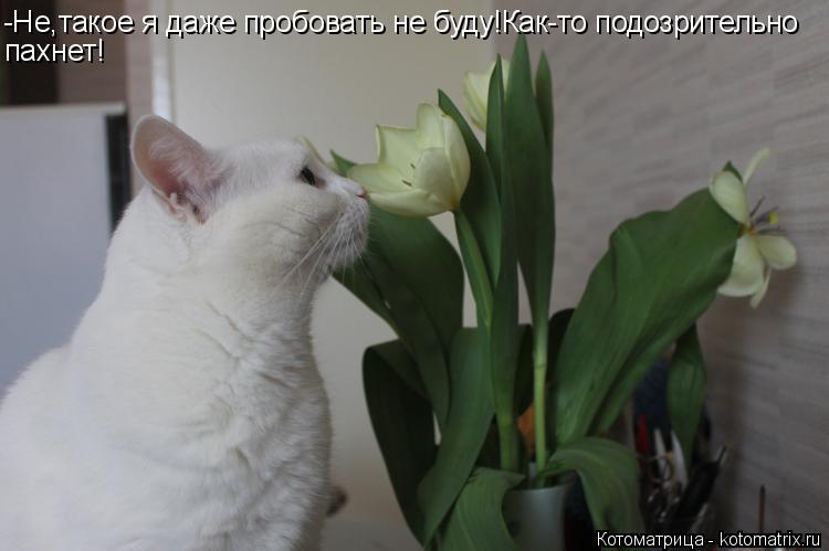 -Не,такое я даже пробовать не буду!Как-то подозрительно пахнет!... Котоматрица: -Не,такое я даже пробовать не буду!Как-то подозрительно пахнет!