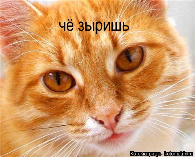 чё зыришь... Котоматрица: чё зыришь