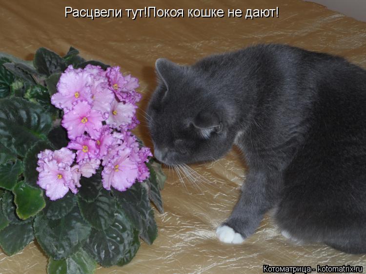 Расцвели тут!Покоя кошке не дают!... Котоматрица: Расцвели тут!Покоя кошке не дают!