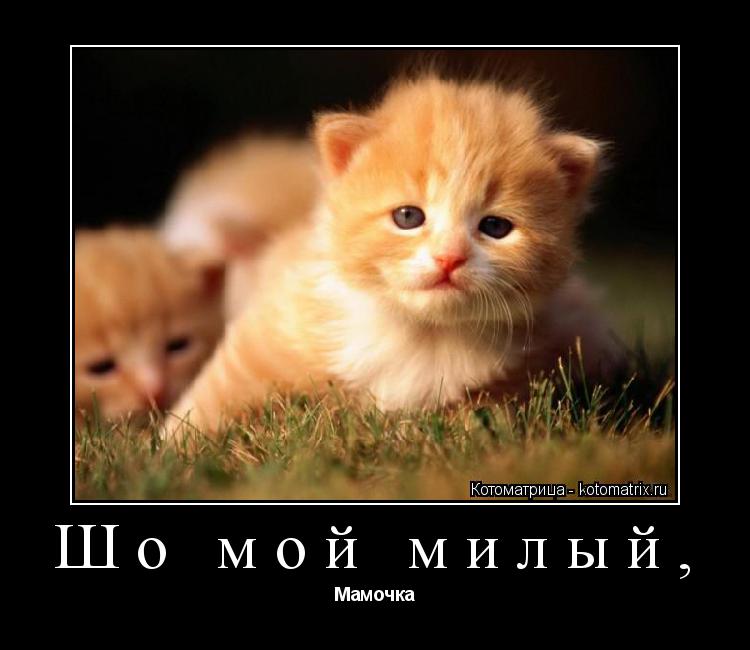 Шо мой милый, Мамочка... Котоматрица: Шо мой милый, Мамочка