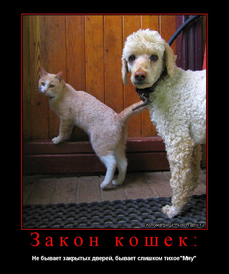 Котоматрица: Закон кошек: Не бывает закрытых дверей, бывает слишком тихое"Мяу"