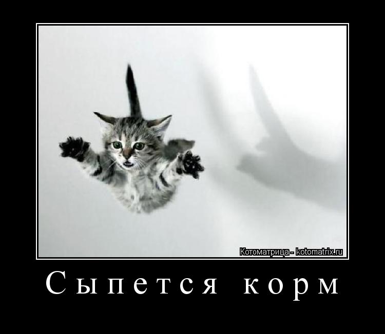 Сыпется корм ... Котоматрица: Сыпется корм