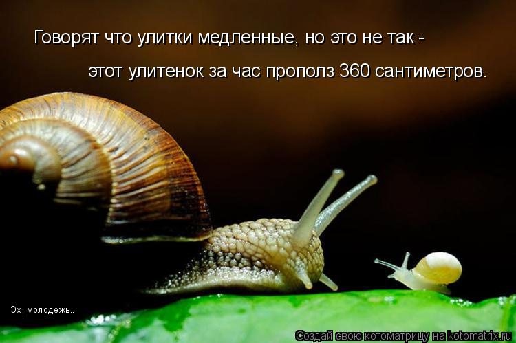 Говорят что улитки медленные, но это не так - этот улитенок за час прополз 360 сантиметров. Эх, моло... Котоматрица: Говорят что улитки медленные, но это не так - этот улитенок за час прополз 360 сантиметров. Эх, молодежь...