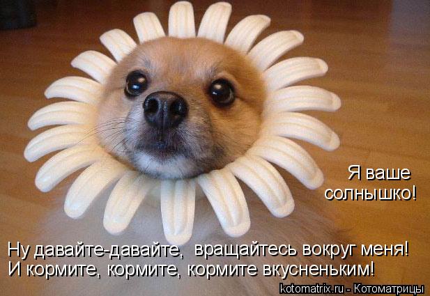 Я ваше солнышко! Ну давайте-давайте, вращайтесь вокруг меня! И кормите, кормите, кормите вкусненьким... Котоматрица: Я ваше солнышко! Ну давайте-давайте, вращайтесь вокруг меня! И кормите, кормите, кормите вкусненьким!