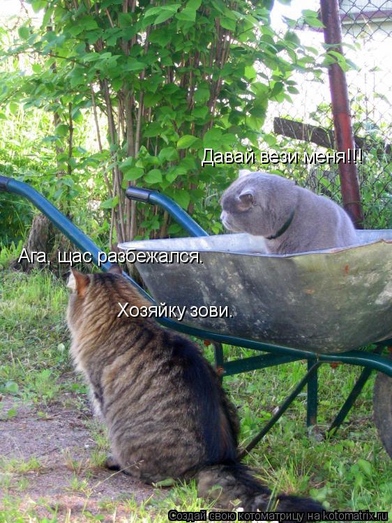 Давай вези меня!!! Ага, щас разбежался. Хозяйку зови.... Котоматрица: Давай вези меня!!! Ага, щас разбежался. Хозяйку зови.