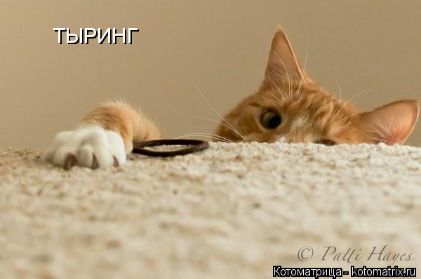 Котоматрица: ТЫРИНГ