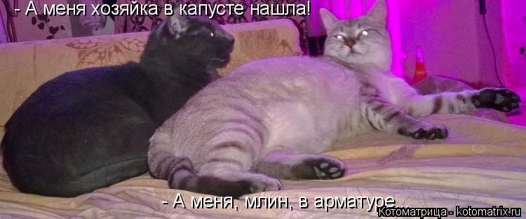- А меня хозяйка в капусте нашла! - А меня, млин, в арматуре...... Котоматрица: - А меня хозяйка в капусте нашла! - А меня, млин, в арматуре...