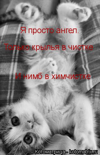 Котоматрица: Я просто ангел. Только крылья в чистке  И нимб в химчистке
