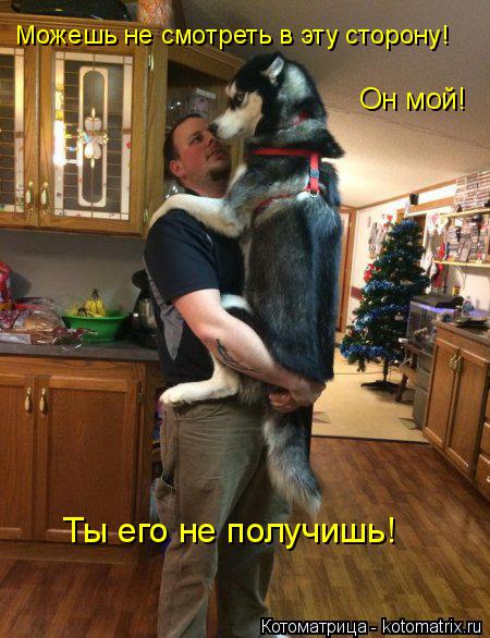 Можешь не смотреть в эту сторону! Он мой! Ты его не получишь!... Котоматрица: Можешь не смотреть в эту сторону! Он мой! Ты его не получишь!