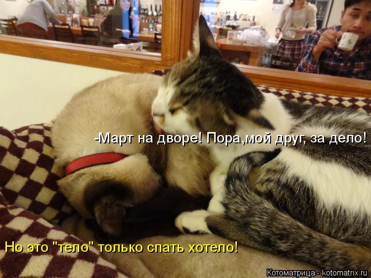 -Март на дворе! Пора,мой друг, за дело! Но это "тело" только спать хотело!... Котоматрица: -Март на дворе! Пора,мой друг, за дело! Но это "тело" только спать хотело!