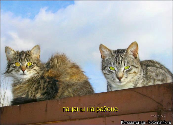 пацаны на районе... Котоматрица: пацаны на районе