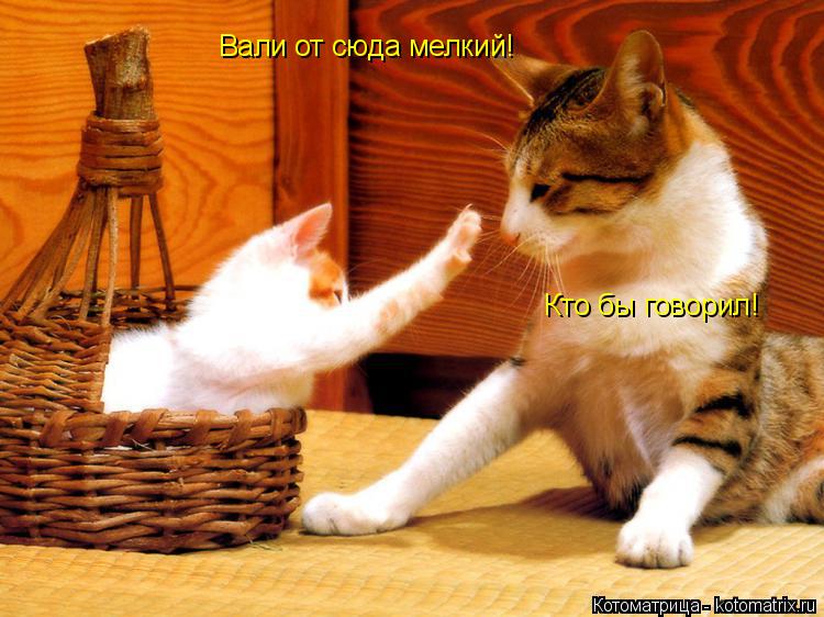 Вали от сюда мелкий! Кто бы говорил!... Котоматрица: Вали от сюда мелкий! Кто бы говорил!