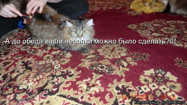 -А до обеда ваши чесалки можно было сделать?!!!... Котоматрица: -А до обеда ваши чесалки можно было сделать?!!!
