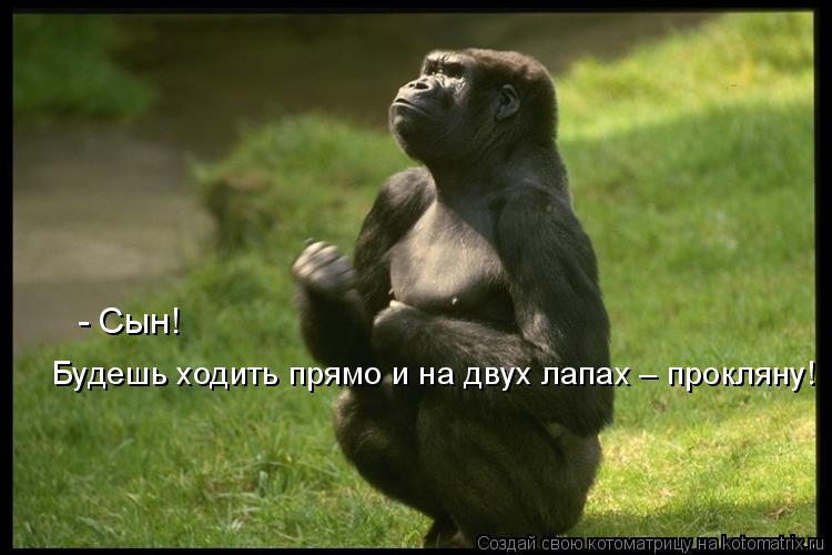 Будешь ходить прямо и на двух лапах – прокляну! - Сын!... Котоматрица: Будешь ходить прямо и на двух лапах – прокляну! - Сын!