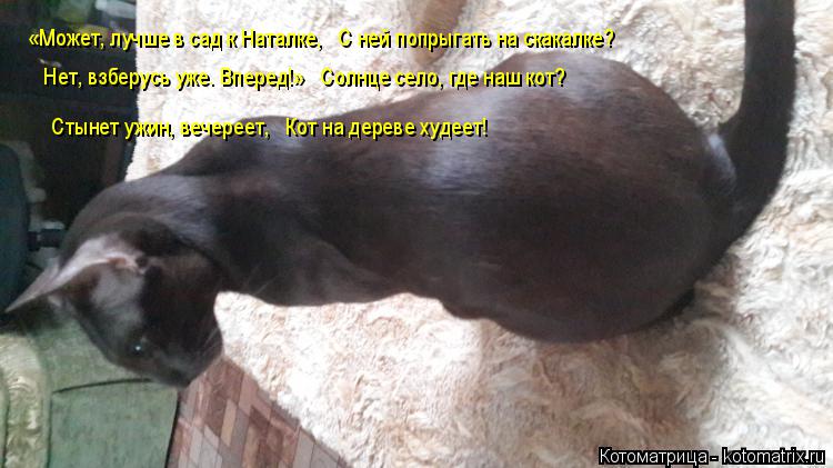 Котоматрица: «Может, лучше в сад к Наталке,   С ней попрыгать на скакалке?      Нет, взберусь уже. Вперед!»   Солнце село, где наш кот?      Стынет ужин, вечереет, 