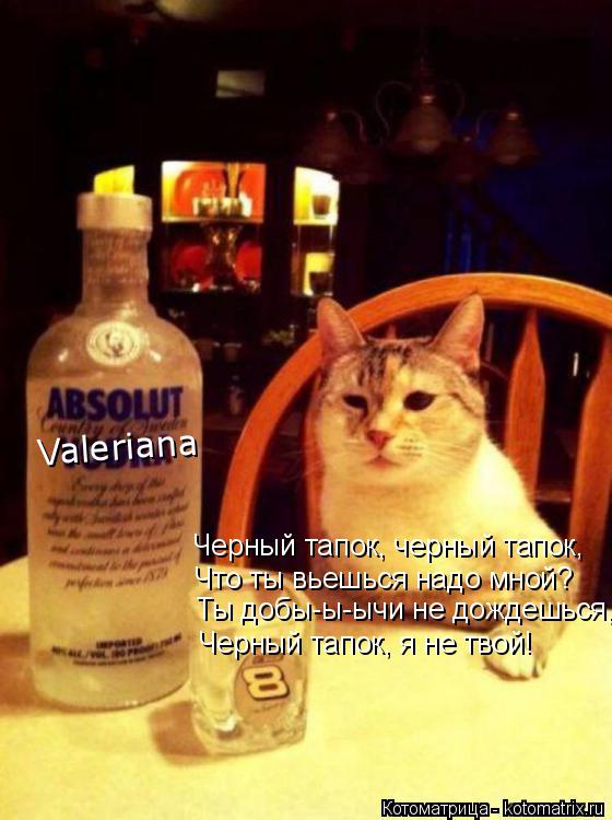 Котоматрица: Valeriana Черный тапок, черный тапок, Что ты вьешься надо мной? Ты добы-ы-ычи не дождешься, Черный тапок, я не твой!