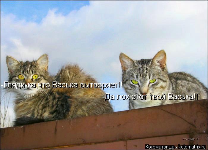 -Гляди-ка,что Васька вытворяет!! -Да лох этот твой Васька!!... Котоматрица: -Гляди-ка,что Васька вытворяет!! -Да лох этот твой Васька!!