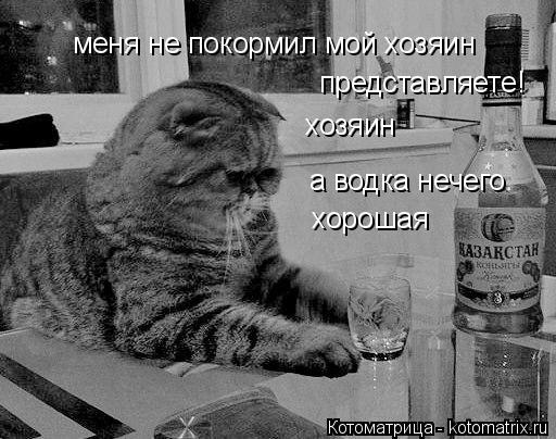 меня не покормил мой хозяин представляете! хозяин а водка нечего хорошая... Котоматрица: меня не покормил мой хозяин представляете! хозяин а водка нечего хорошая