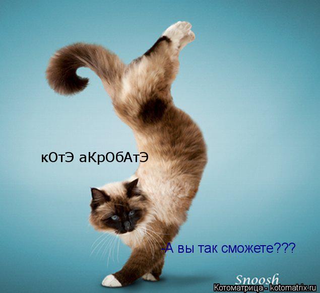 кОтЭ аКрОбАтЭ -А вы так сможете???... Котоматрица: кОтЭ аКрОбАтЭ -А вы так сможете???