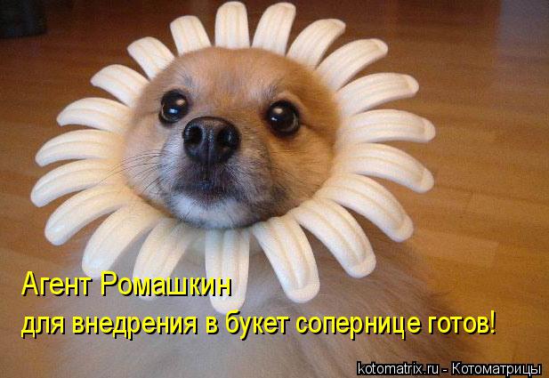 Агент Ромашкин для внедрения в букет сопернице готов!... Котоматрица: Агент Ромашкин для внедрения в букет сопернице готов!