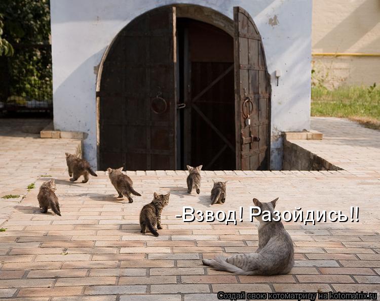 Котоматрица: -Взвод! Разойдись!!