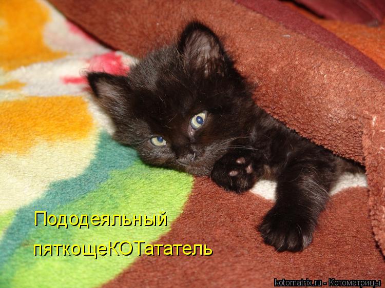 Котоматрица: Пододеяльный пяткощеКОТататель