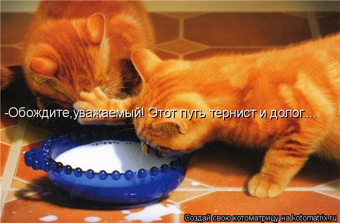 -Обождите,уважаемый! Этот путь тернист и долог....... Котоматрица: -Обождите,уважаемый! Этот путь тернист и долог....