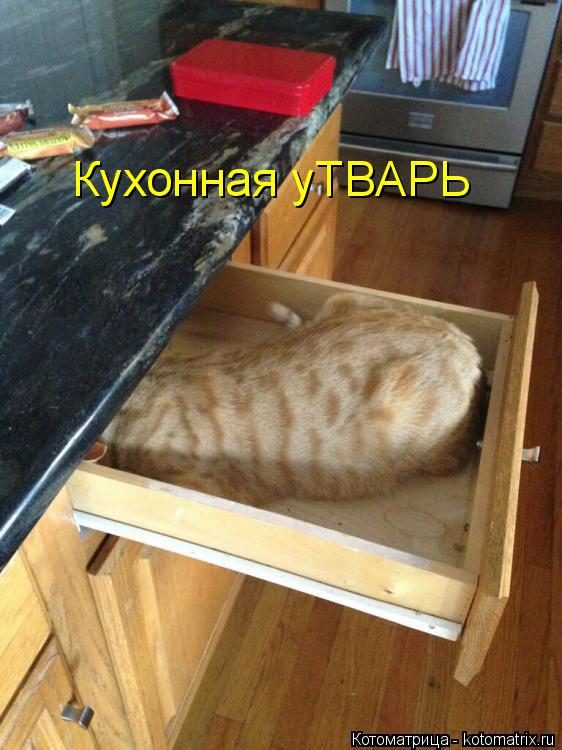 Кухонная уТВАРЬ... Котоматрица: Кухонная уТВАРЬ