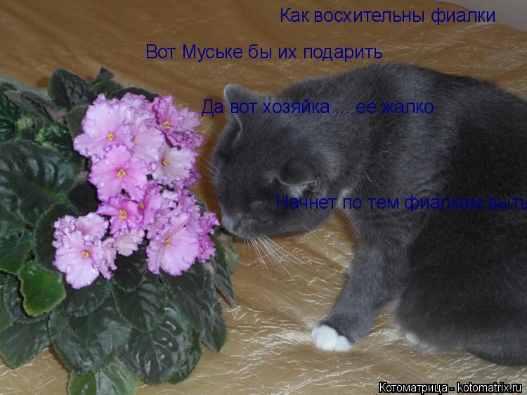 Котоматрица: Как восхительны фиалки Вот Муське бы их подарить Да вот хозяйка ... ее жалко Начнет по тем фиалкам выть